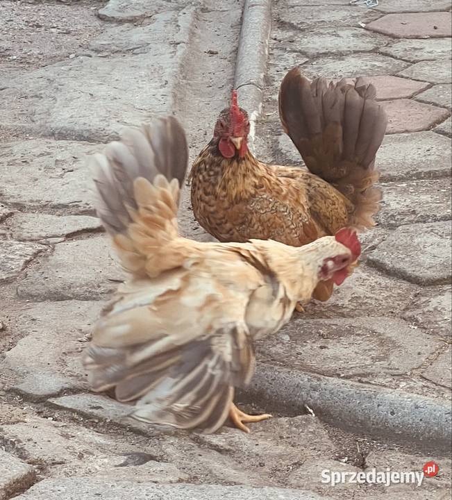 Seramy sprzedam Niezdara