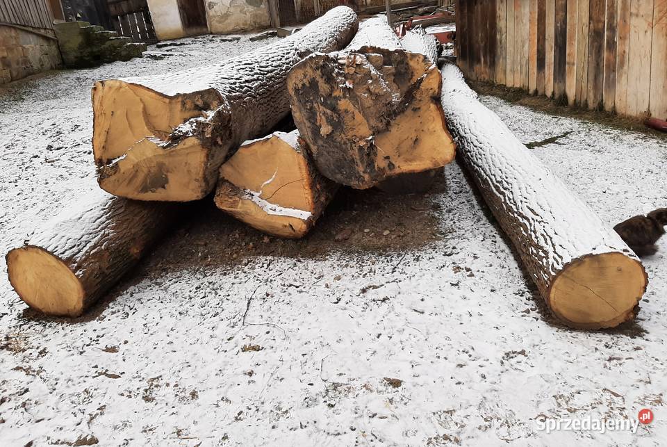 Dąb tartaczny Zakliczyn