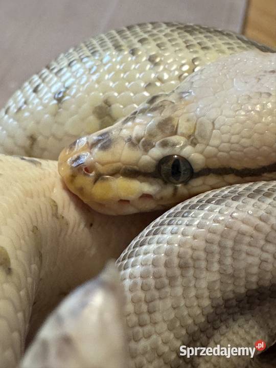 Wąż coconut pied i spider