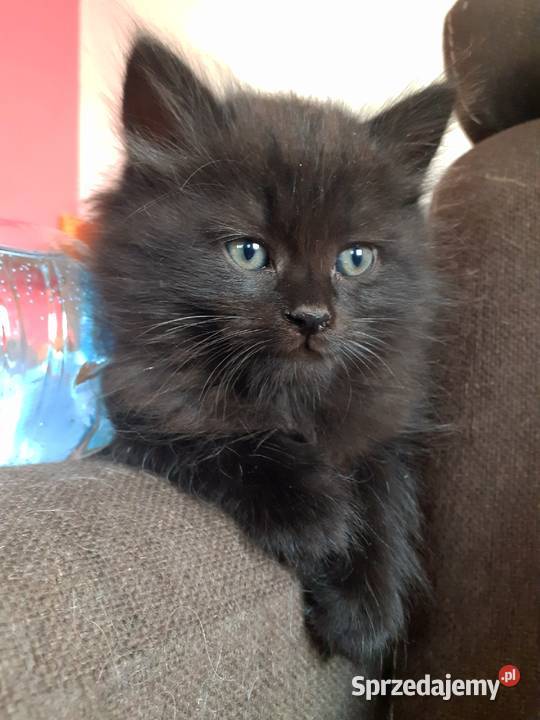 Piękny Kocurek Syberyjski Bully Zwierzęta Sochaczew