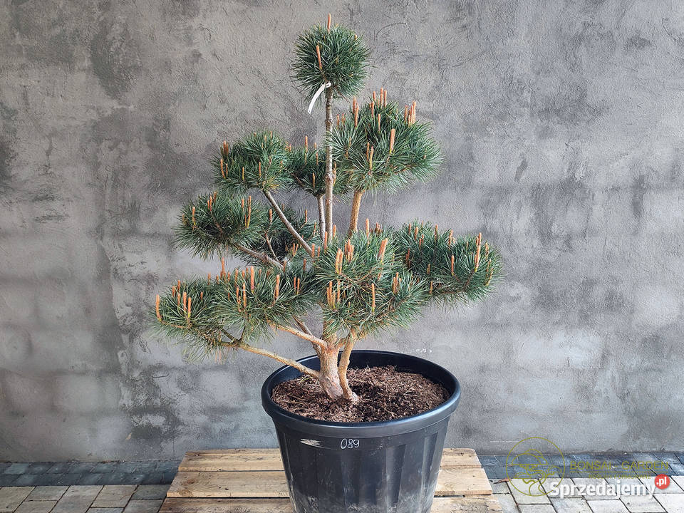Sosna pospolita formowana 089 NIWAKI BONSAI Warszawa