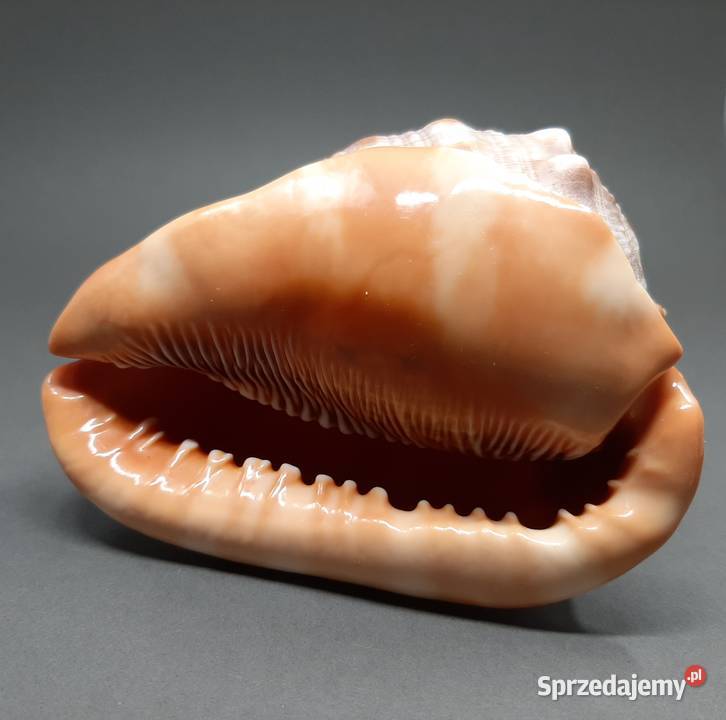 Muszla Byczy pysk Lublin