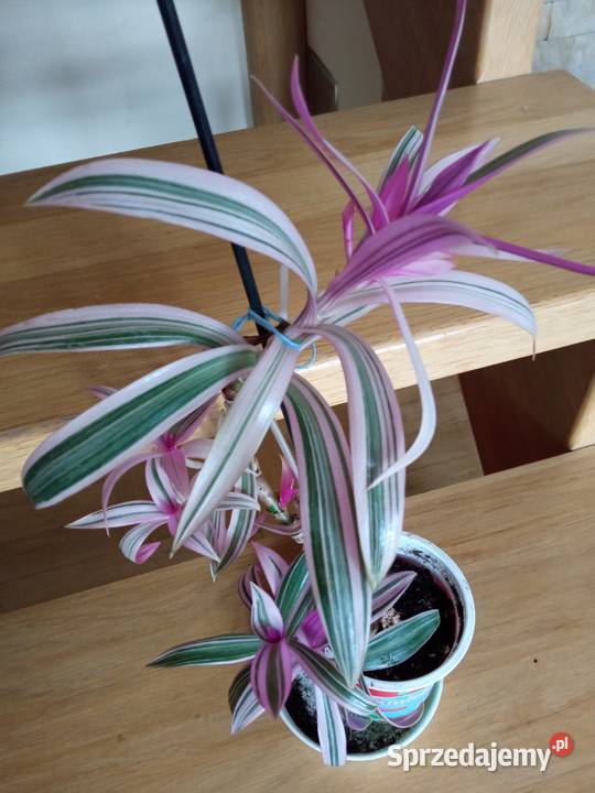 Kwiaty domowe różne może coś wybierzesz Białystok