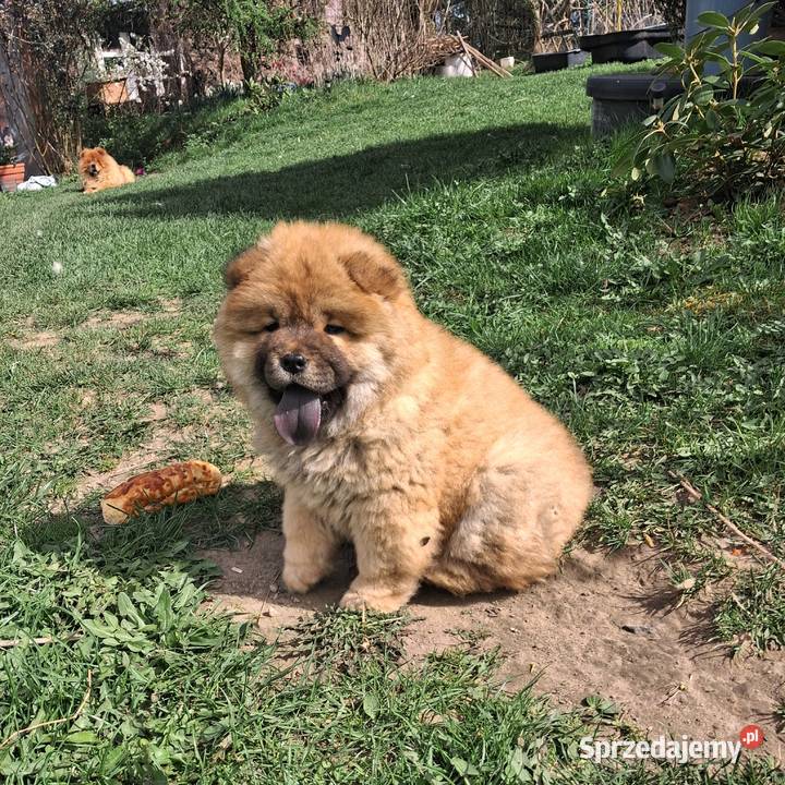 Chow chow szczeniaki z rodowodem