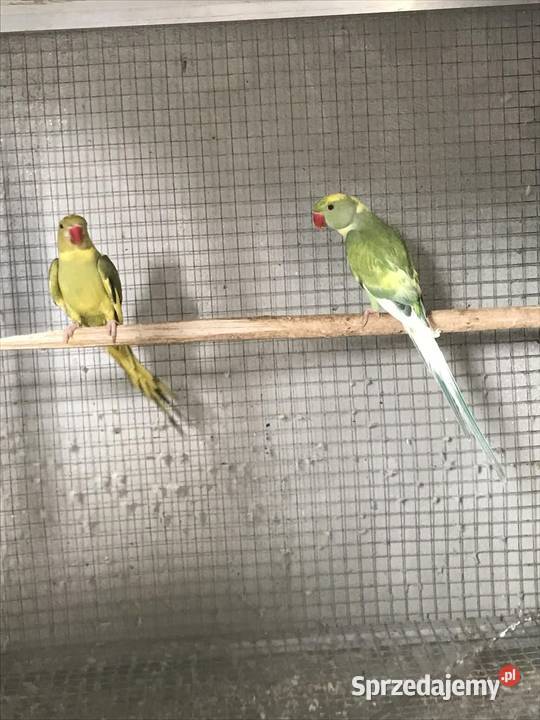 Aleksandrety niebieskie samice do lęgów GO 2023 Maków Podhalański