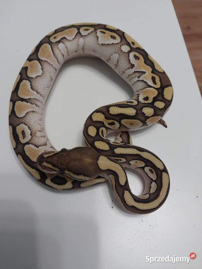Pyton królewski węże Gdańsk