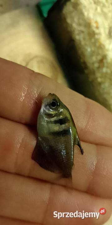 Sprzedam zamienie Nowa Sól