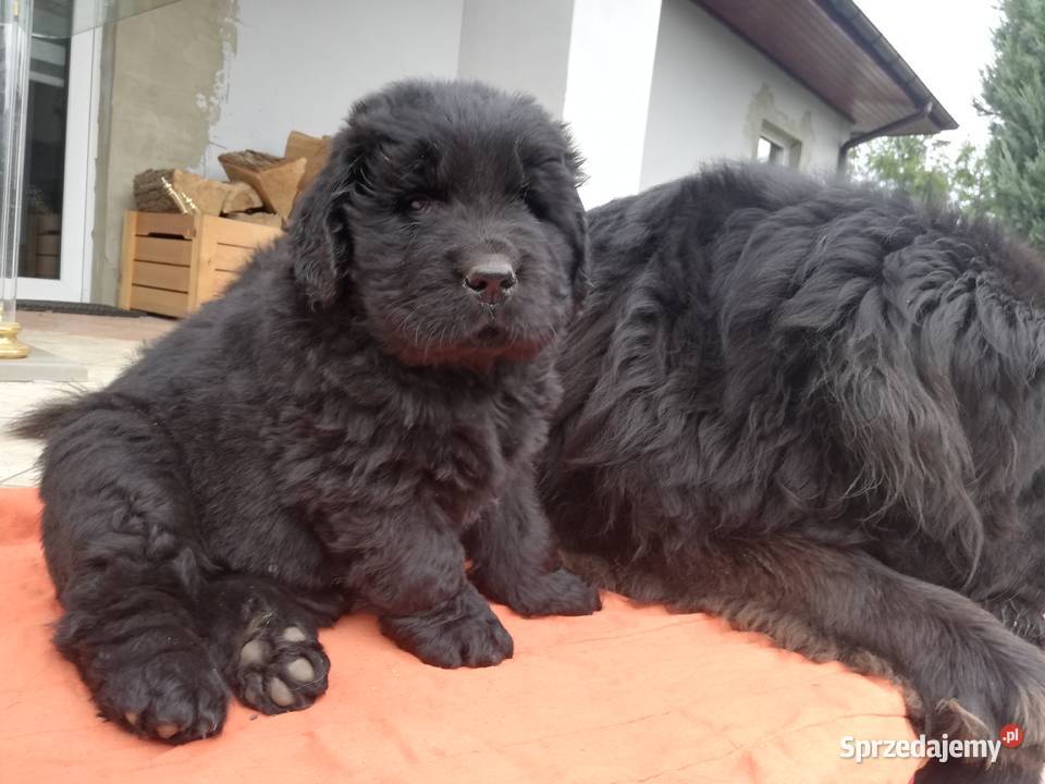 Nowofundlandy Leszno sprzedam