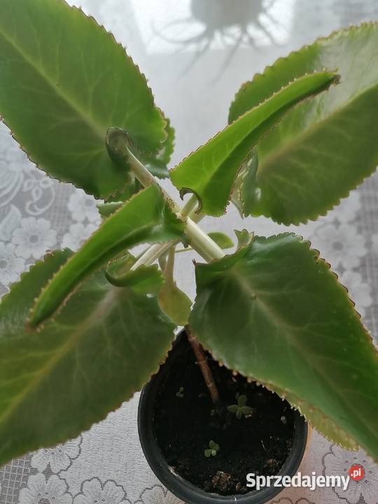 Żyworódka roślina do domowego leczeniaKwiaty Łódź