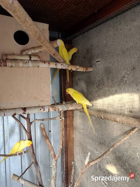 Aleksandretta obrożna lutino małopolskie