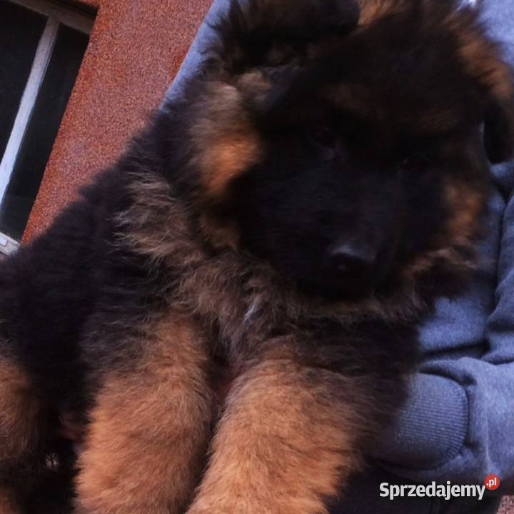 Owczarek niemiecki długowłosy potężnej budowy Owczarek