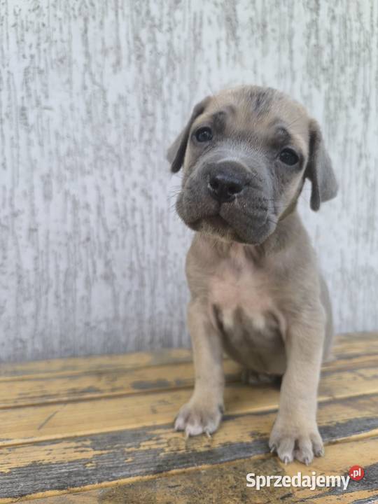 Cane Corso szczeniaki podkarpackie Cieszanów