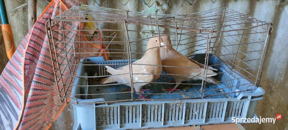 Golembie mulemansy żółte Tokarówka