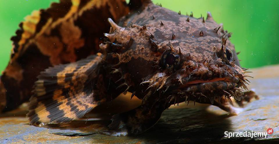 Batrach kwiczący Allenbatrachus grunniens pomorskie Gdańsk sprzedam