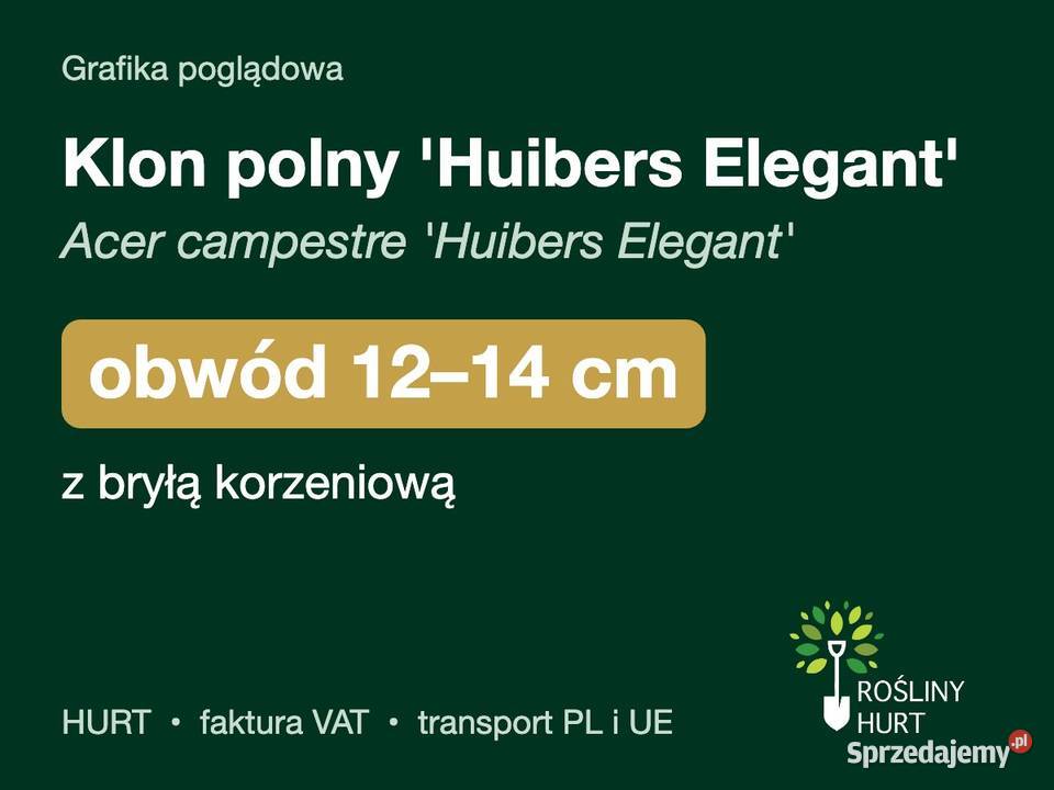 Klon polny Huibers Elegant obwód 1214 z bryłą
