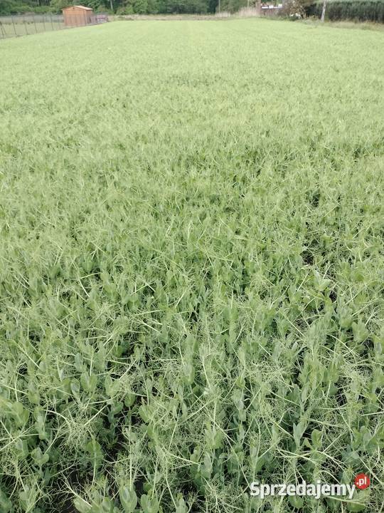 groch siewny Astronaute