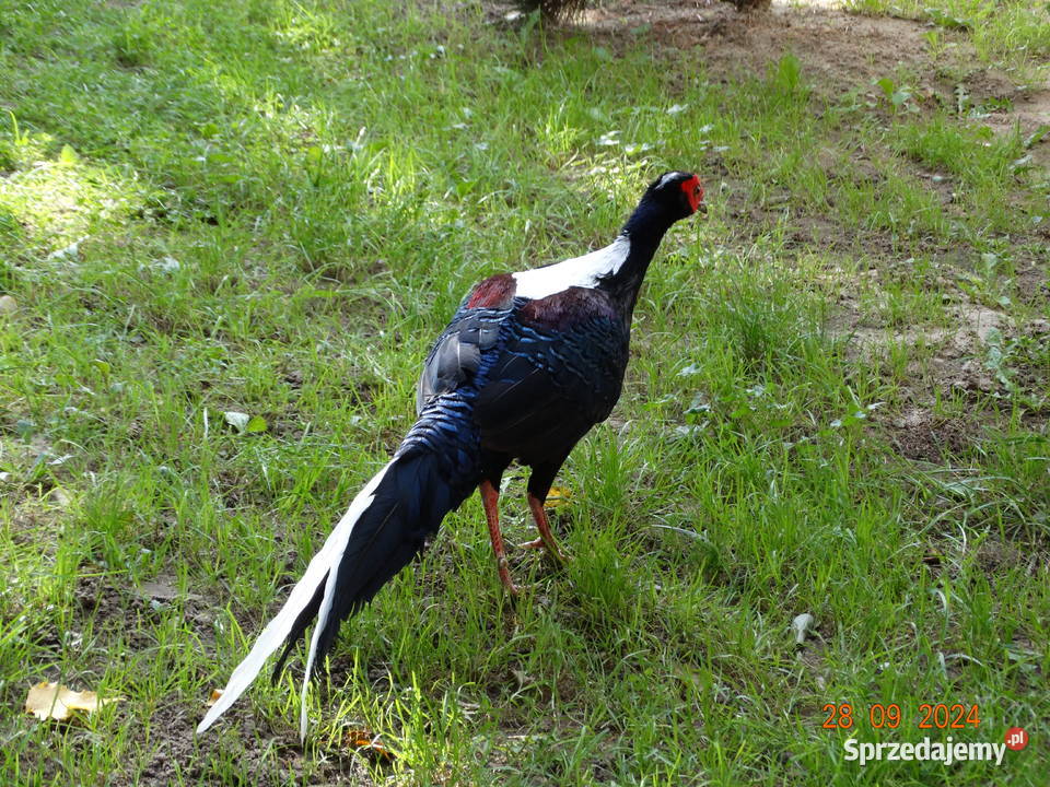 Sprzedam Bażanty Swinhoe Kiśćce Tajwańskie Gostyń