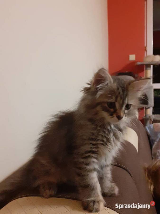 Przepiękna Kotka Syberyjska Gloria Sochaczew