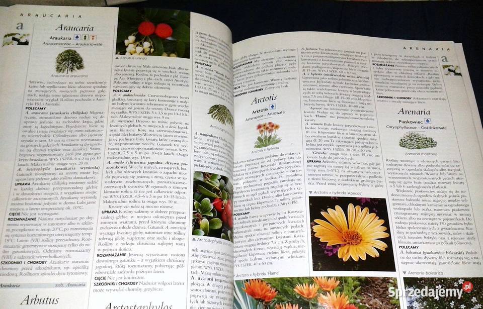 Ilustrowana encyklopedia roślin Dom balkon taras Chełm