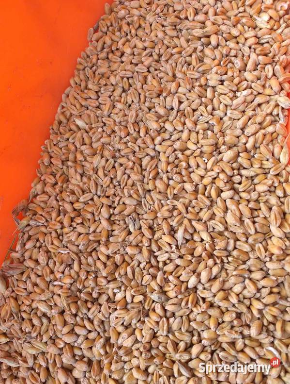 Pszenica ozima Patras Godacze