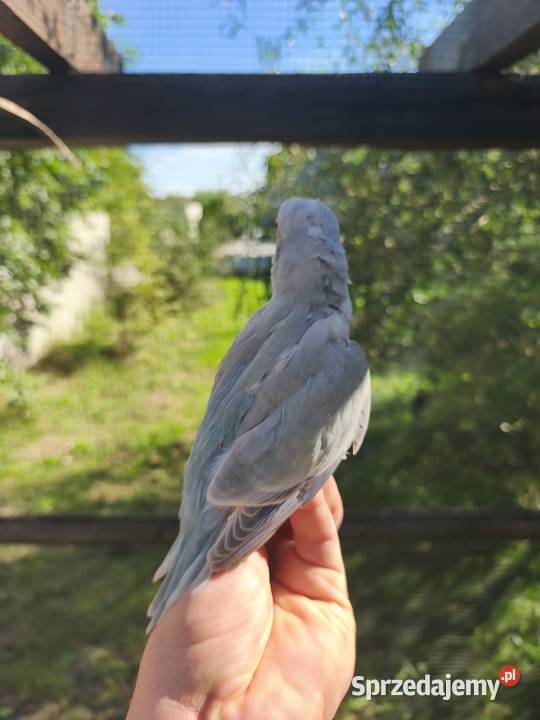 MŁODE MNICHY NIZINNE sprzedam