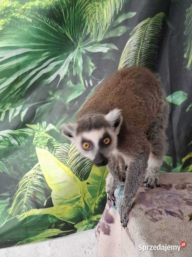 Lemur catta