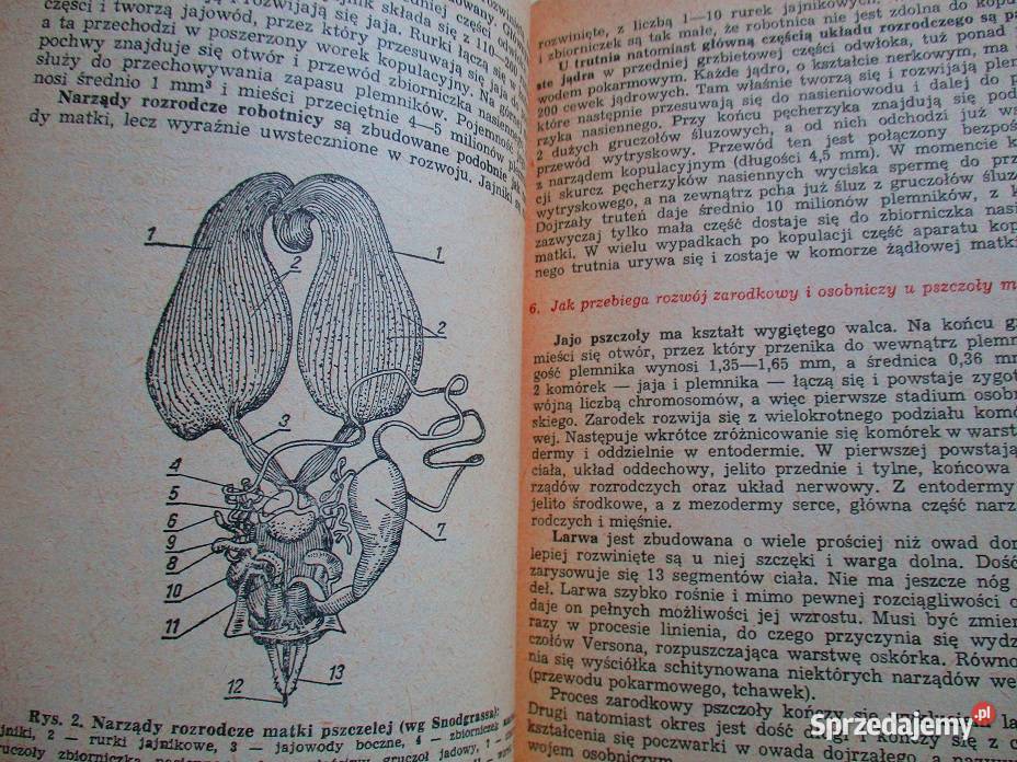 Pszczoły pszczelarstwo pasieka ule choroby łódzkie