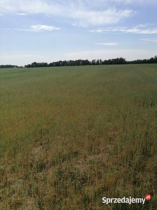 Udział w nieruchomości gruntowej niezabudowanej Usługi lubelskie Parczew