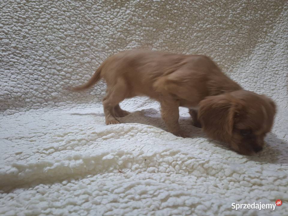 Cavusie szukają domku