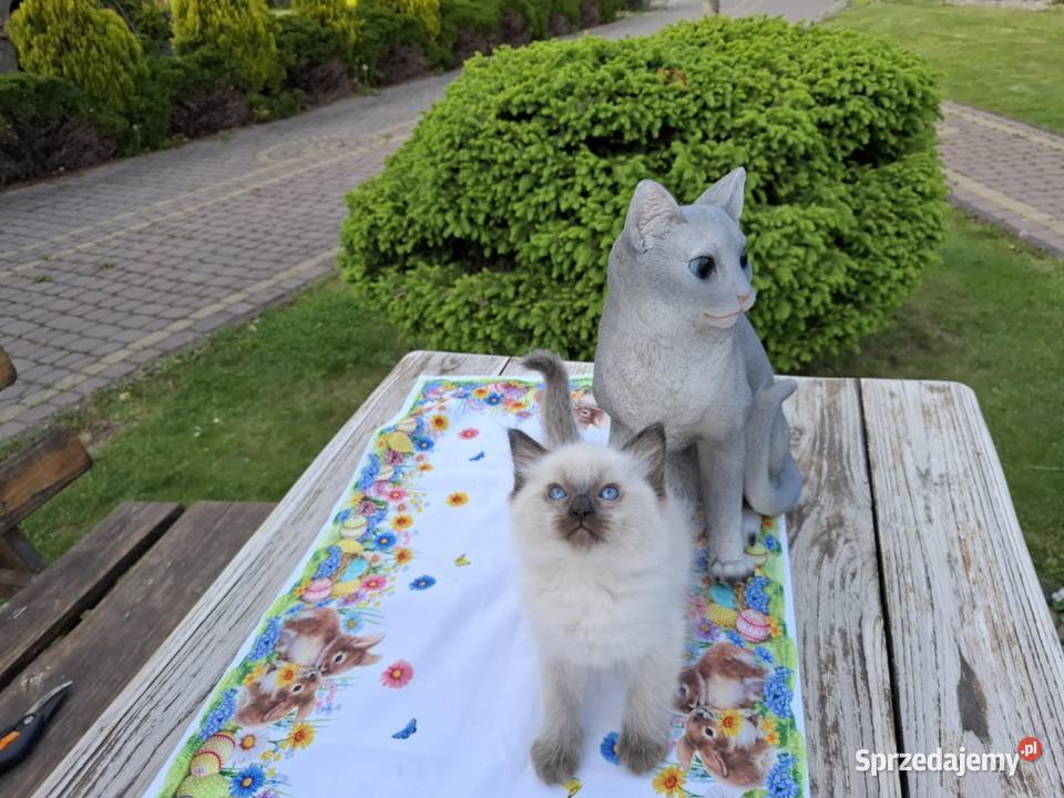 Kocięta Kocurki Ragdolli FPL Ragdoll Stopnica