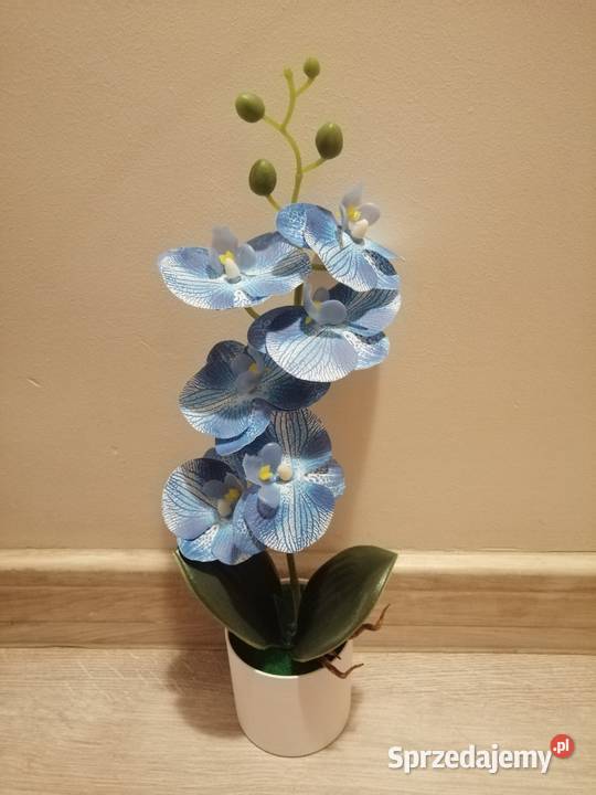 Piękny niebieski storczyk w białej doniczce śląskie sprzedam