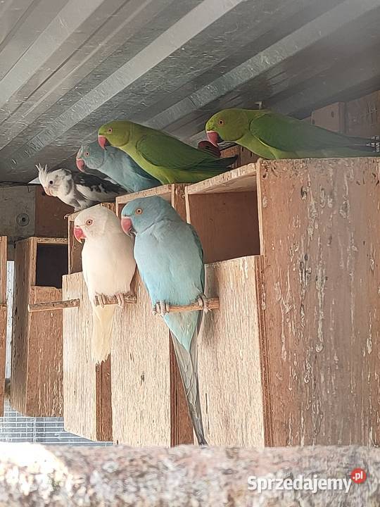 Papugi aleksandretty rozelle Parzno