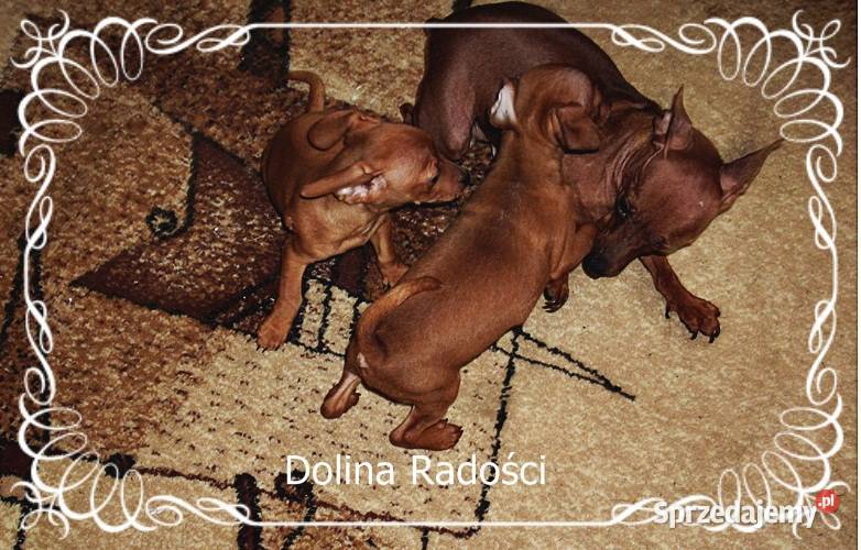 Pinczer miniatura pieski i suczki Radomsko