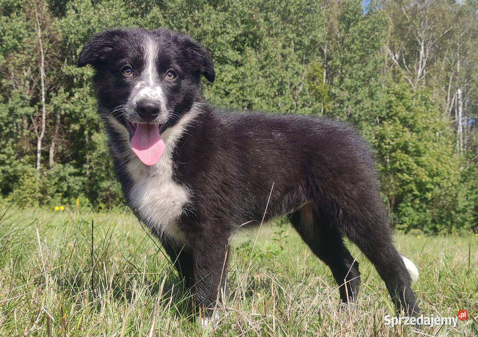 Piękna rasowa suczka BORDER COLLIE z pełną dok Pozostałe Iwonicz