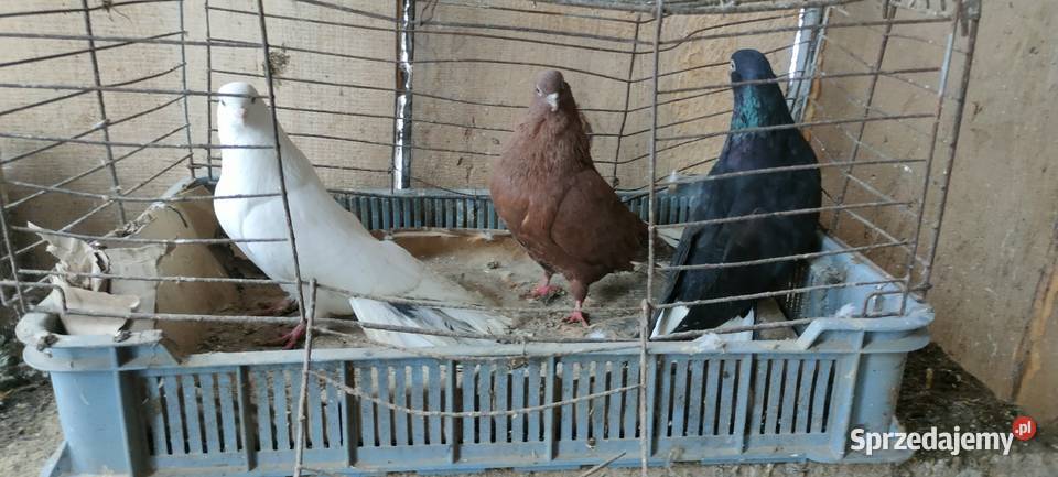 Sprzedam gołębie orliki i mewki