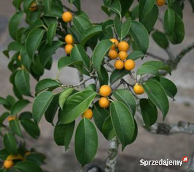 FIGOWIEC BENJAMINA Ficus benjamina NASIONA 100g Lubanie sprzedam