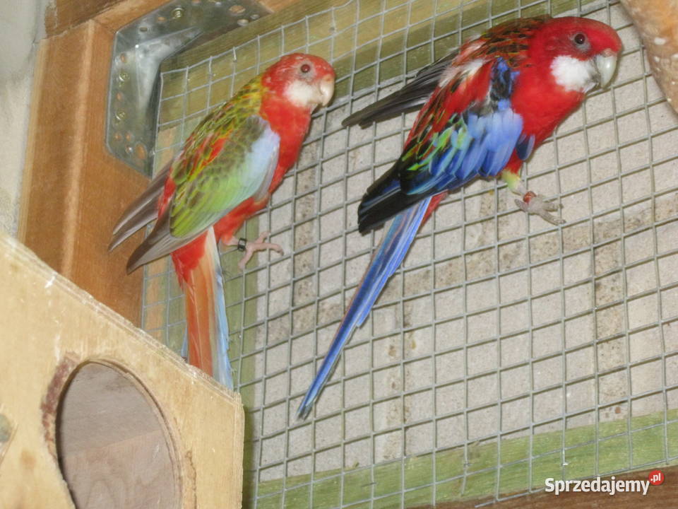 Papuga Rozella Białolica z 25 r Ptaki Luboń