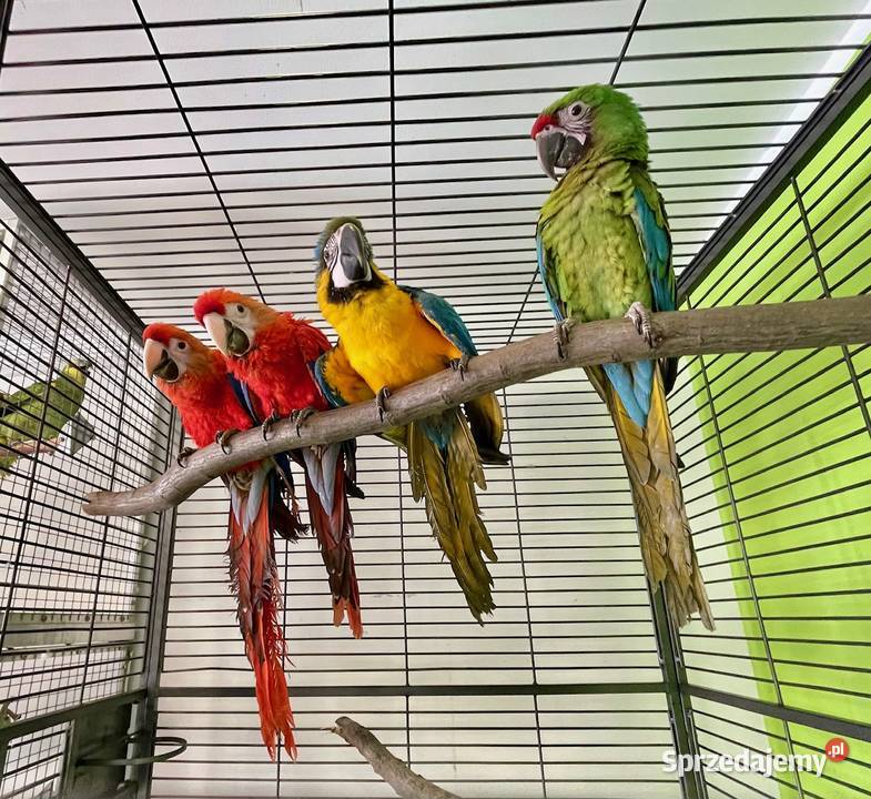 Ara militaris samiec 2025 Kraków