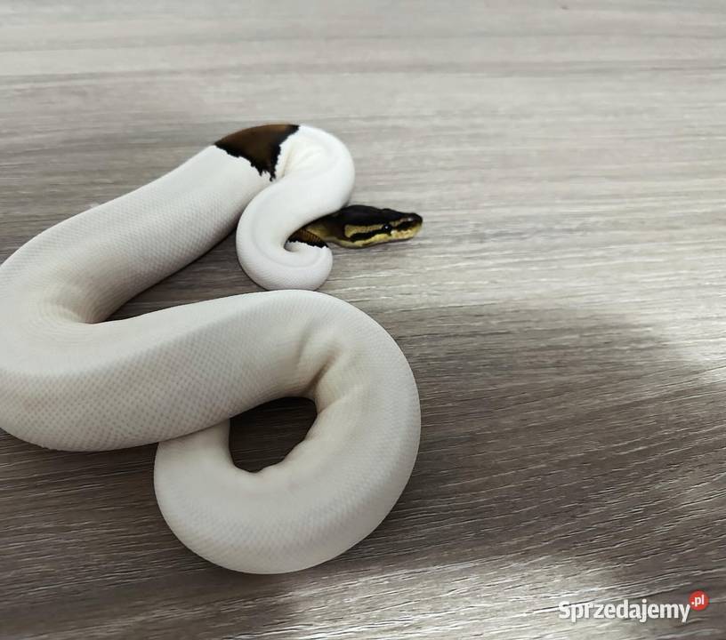 Pyton królewski Kalwaria Zebrzydowska