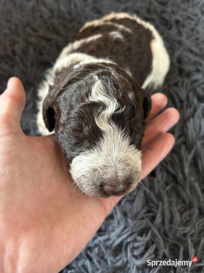 Hiszpański Pies Dowodny Szczenięta Porąbka