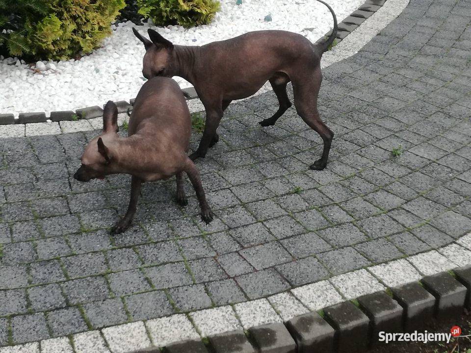 Nagi Pies Meksykański XOlO Radomsko