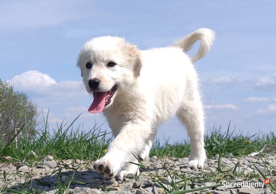 Rasowa suczka XJA eered Border Collie z pełną Iwonicz