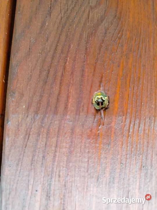 duży domek drewniany dzieci stan powiększony Dom i Ogród Chrząstawa Mała