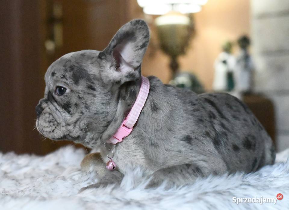 Buldog francuski sunia Gotowa do odbioru BLANKA Łódź sprzedam