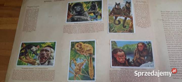 album z 1933 r Cuda świata zwierząt ssaki K26 Warszawa