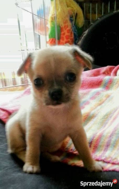 chichuachua szczeniaczki Warszawa sprzedam