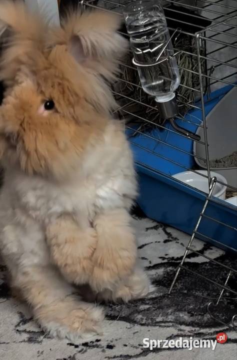 Sprzedam królika angora york