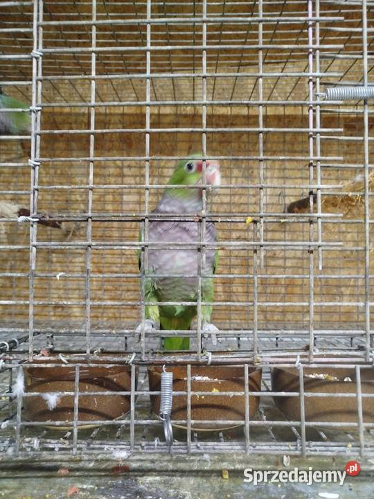 Amazonka lilioglowy Ptaki Siedlce