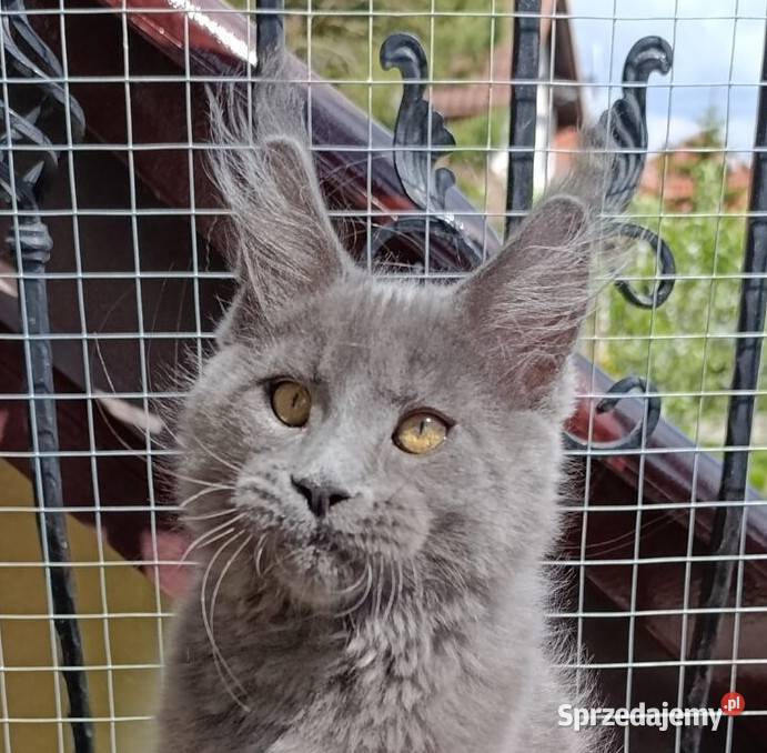 Niebieski kocurek Maine Coon FPL Gdańsk