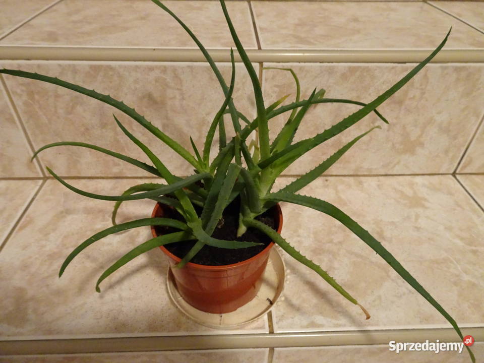 Aloes drzewiasty sprzedam